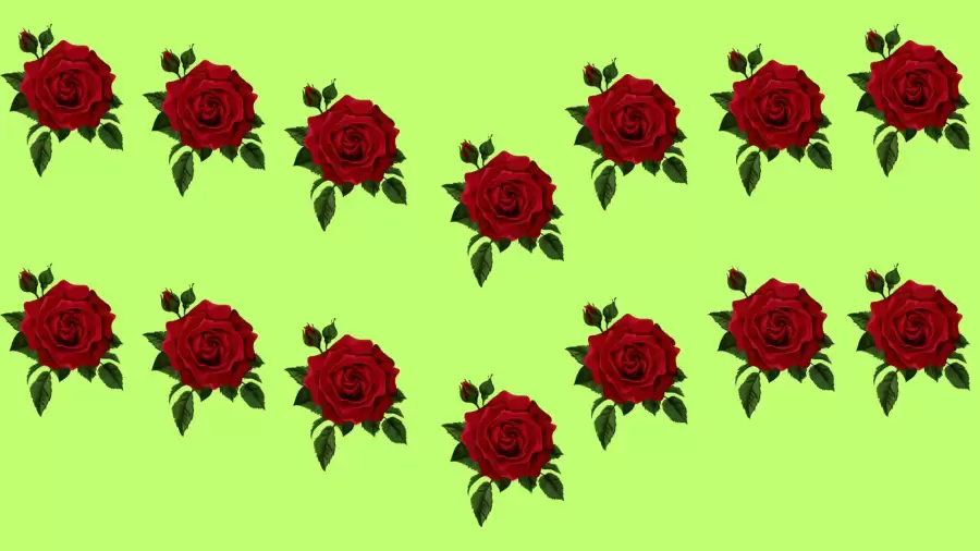 You have X-ray vision if you can spot the Odd Rose in Just 8 Seconds