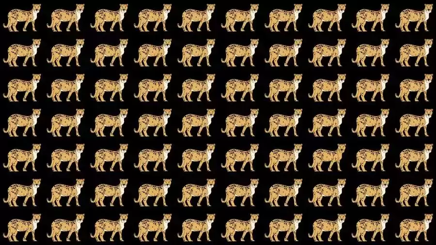 Optical Illusion Challenge: If you have Eagle Eyes find the Odd Cheetah in 15 Seconds