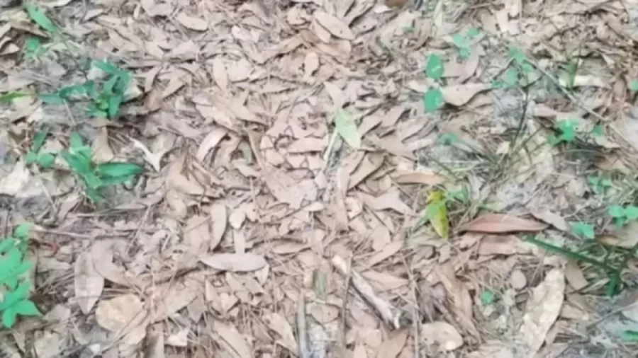 Optical Illusion: Can you find the Perfectly Camouflaged Copperhead Snake in 10 Seconds?