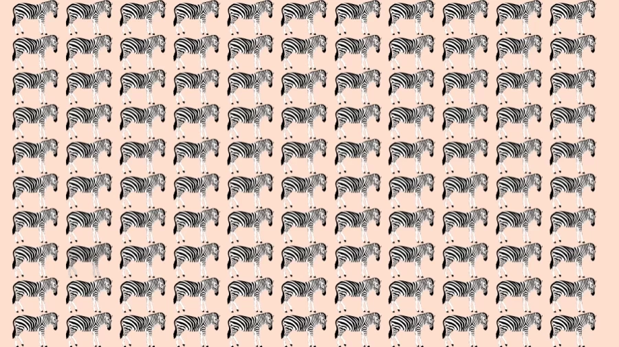 Optical Illusion: Can you spot the Odd Zebra in 10 Seconds?