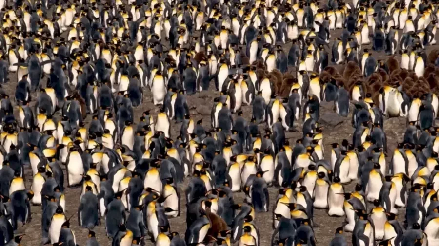 Optical Illusion Find And Seek: If you have Eagle Eyes Find the Hidden Seal Among Penguins within 12 Seconds