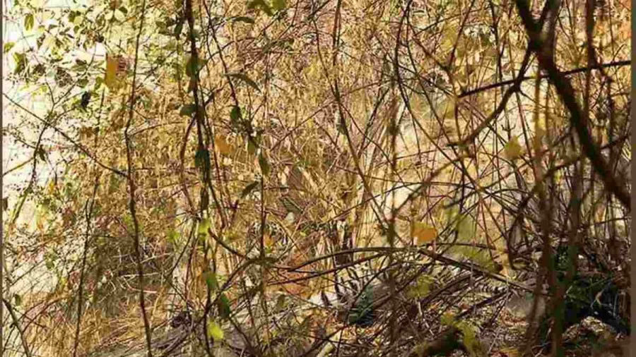 Optical Illusion: If you have Sharp Eyes Find the Hidden Tiger in this Image within 10 Seconds?