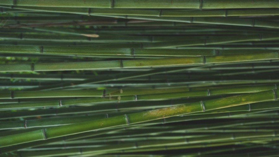 Optical Illusion: If you have Sharp Eyes find the hidden Sugarcane within 12 seconds