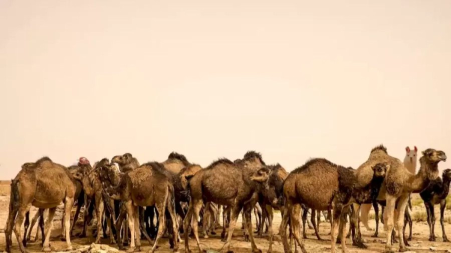 Can You Find The Llama Among These Camels In This Optical Illusion?