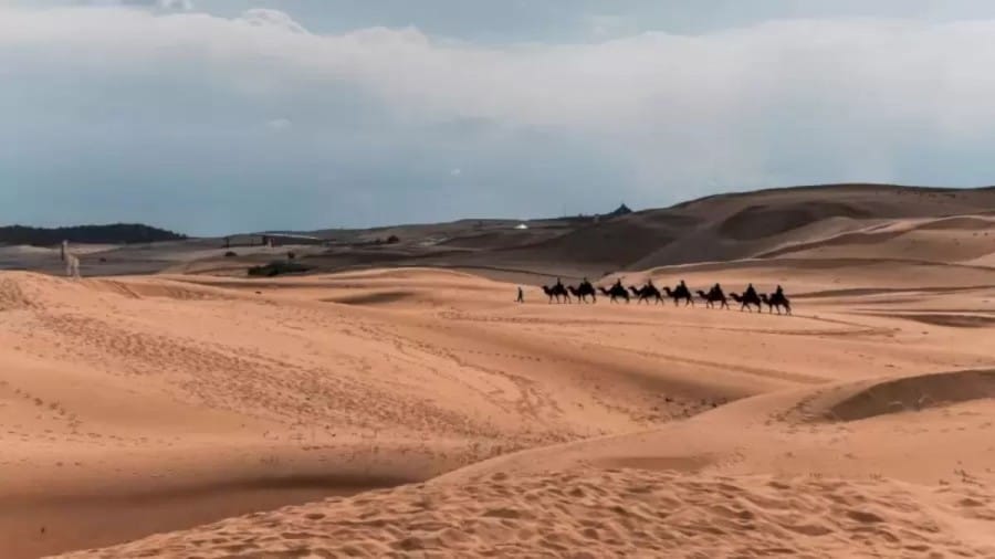 Optical Illusion: Among the Camels there is an Another Animal. Can You Spot the Animal?