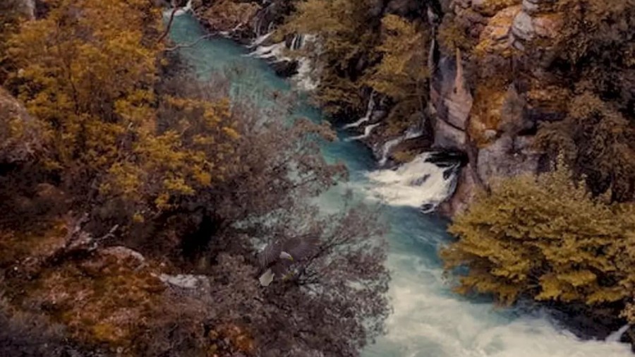 Optical Illusion Challenge: Only People With Eagle Eyes Can Locate The Eagle In This River Image