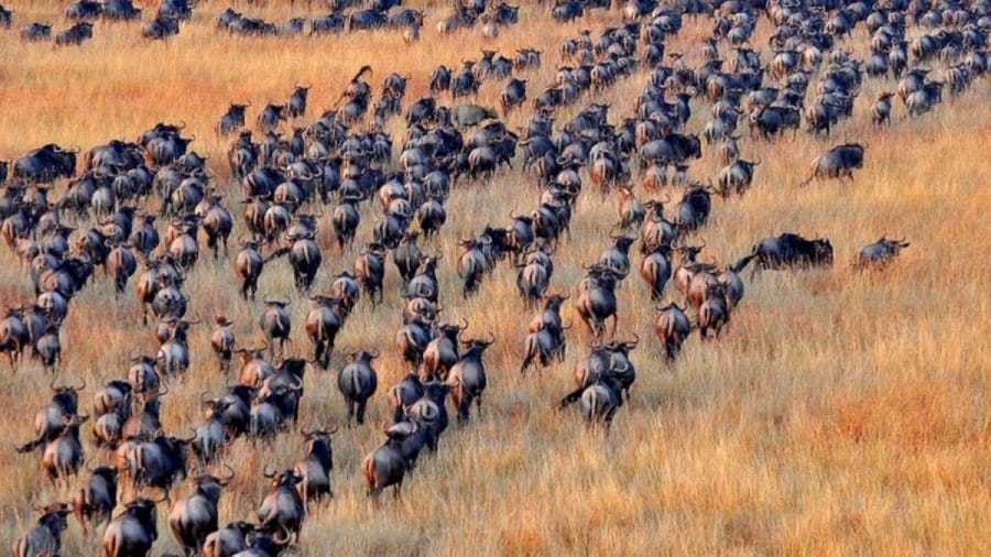 Optical Illusion Eye Test: Can You Identify The Buffalo Among The Wildebeest Herd Within 15 Seconds?
