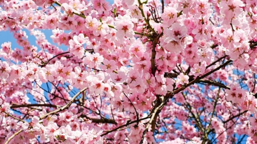 Optical Illusion Eye Test: Can You Spot the Rose Among the Cherry Flowers within 10 Seconds?