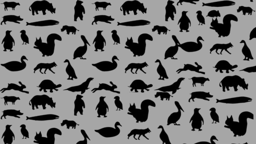 Optical Illusion Find and Seek: Find the Rat Hidden in this Image within 10 Seconds?