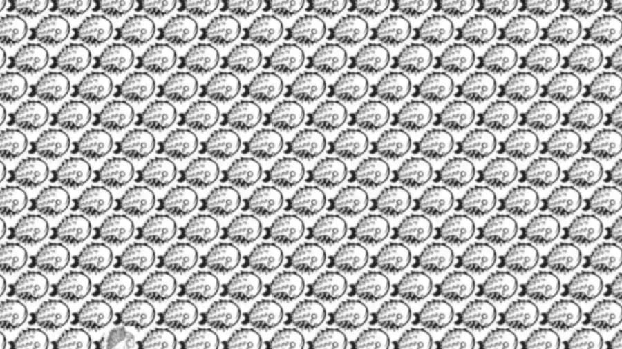 Optical Illusion To Trick Your Eyes: Within 10 Seconds, Spot The Hidden Porcupine In This Optical Illusion