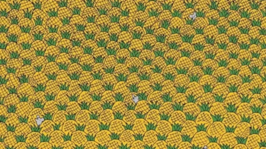 Seek and Find Optical Illusion: Eagle Eyes can find four Corns Among the Pineapples in 15 Secs