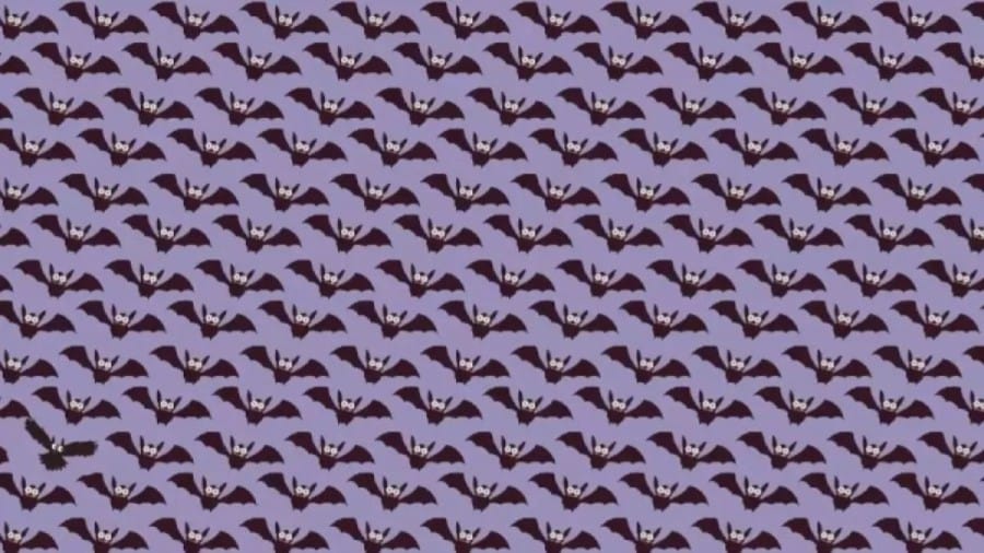 Can You Spot The Owl Among The Bats Within 10 Seconds? Explanation And Solution To The Optical Illusion