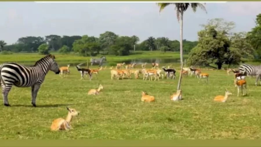 Optical Illusion: Can You Find The Hidden Lion Among The Deer Within 11 Seconds?