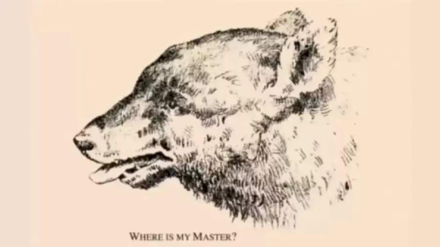 Optical Illusion Find and Search: Can You Locate the Bear’s Master in 22 Seconds?