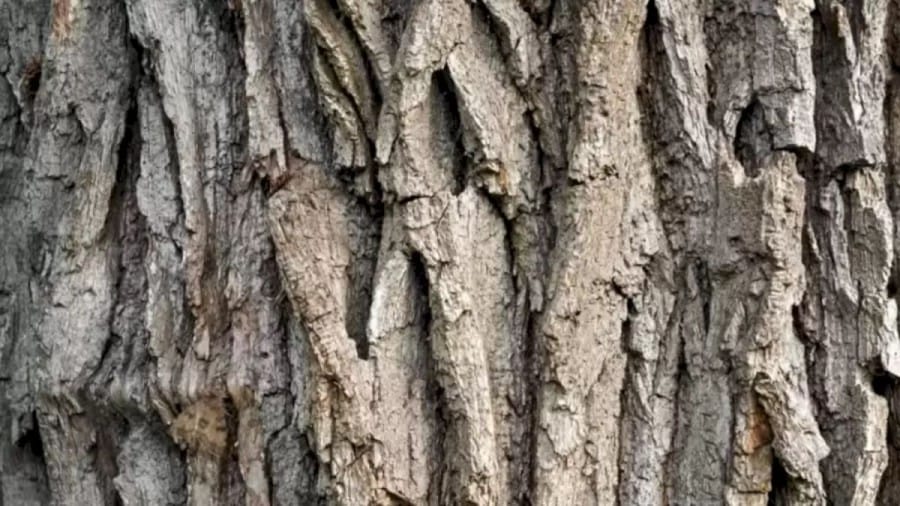You Will Be Wondered By The Camouflaging Ability Of The Moth In This Optical Illusion. Try To Find It